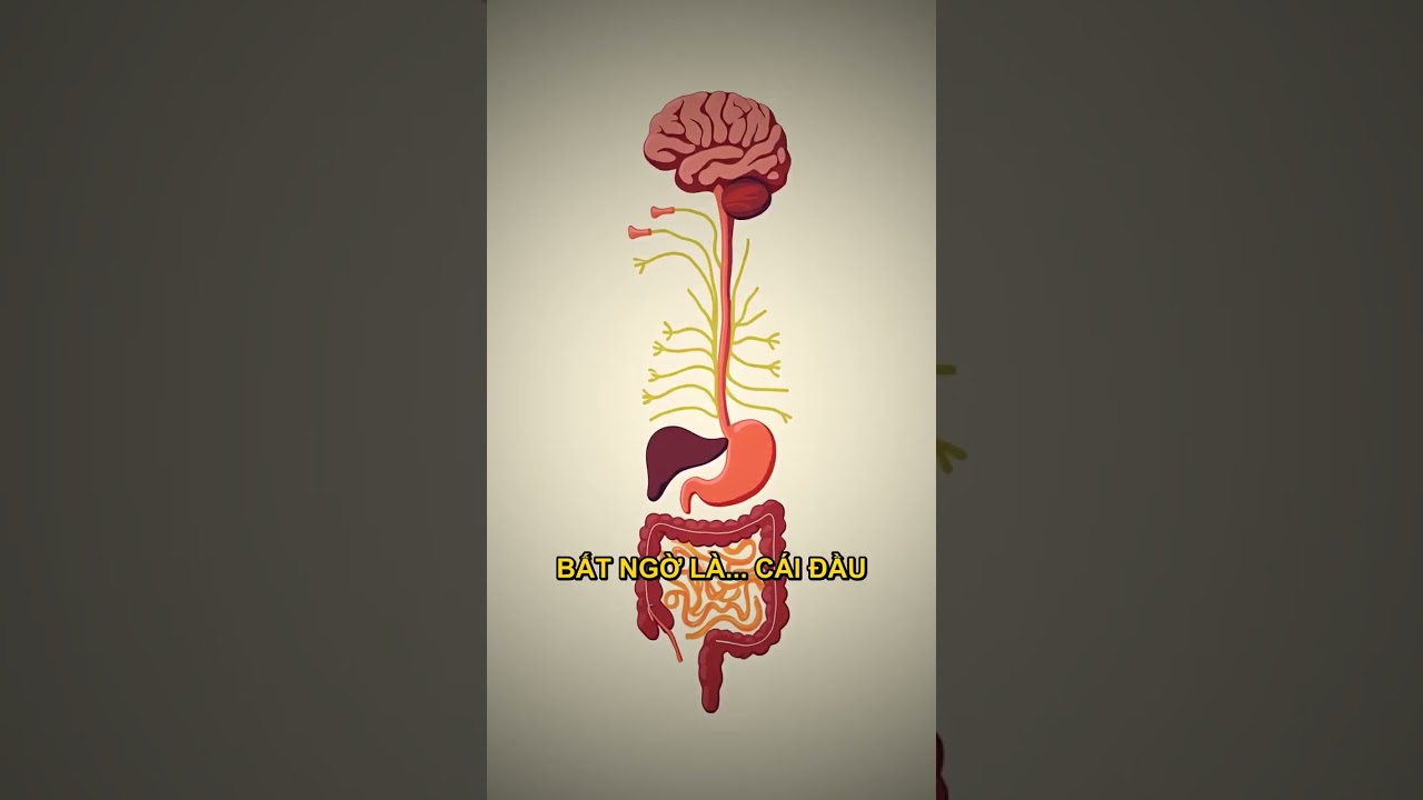 Minh họa hệ tiêu hóa bị kích thích, giải thích nguyên nhân gây đau bụng sau ăn, hội chứng ruột kích thích.